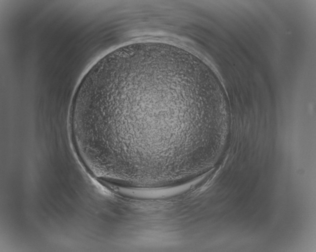 X0000070221533200605261305