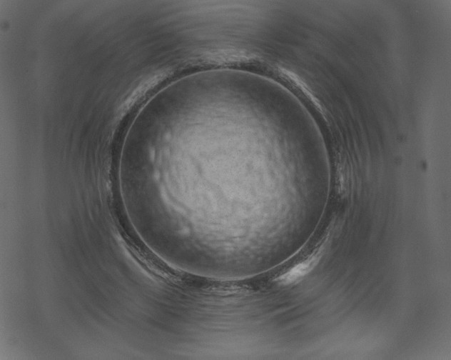 X0000070220443200605301435