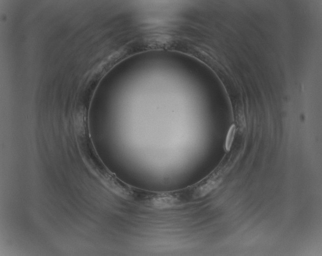 X0000070220468200605301435