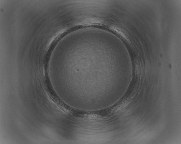 X0000070220539200605301433