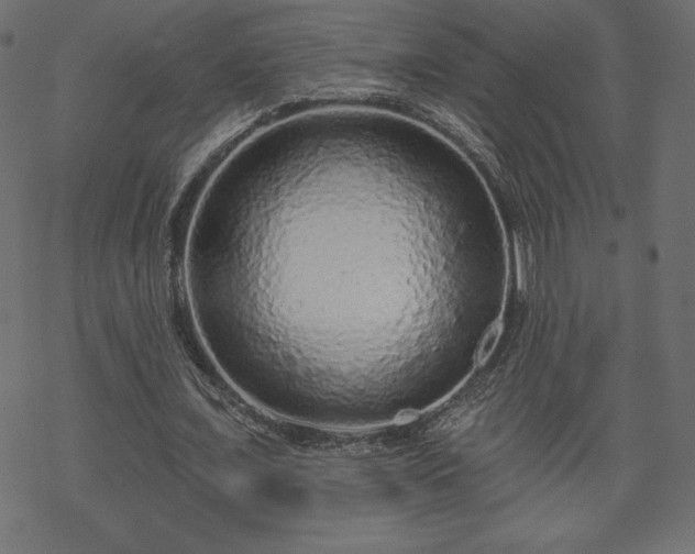 X0000070220675200605301431
