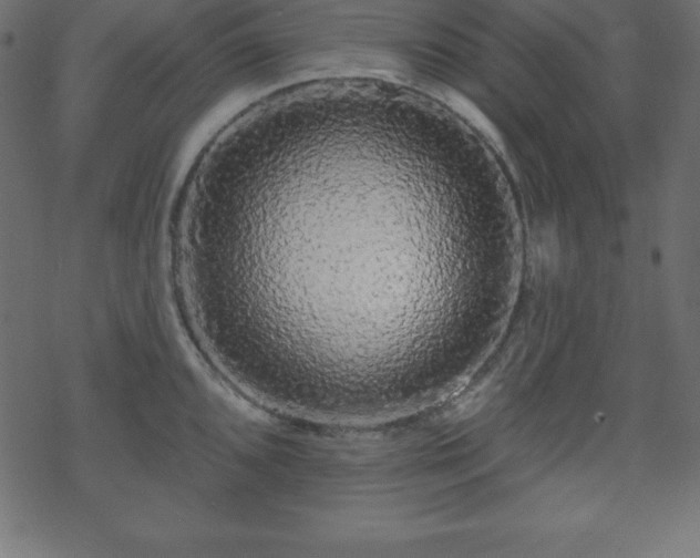 X0000070221096200605301424