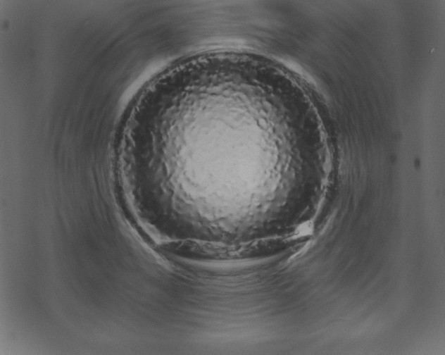 X0000070221325200605301421