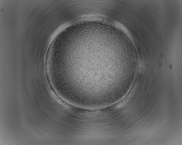 X0000070221386200605301420