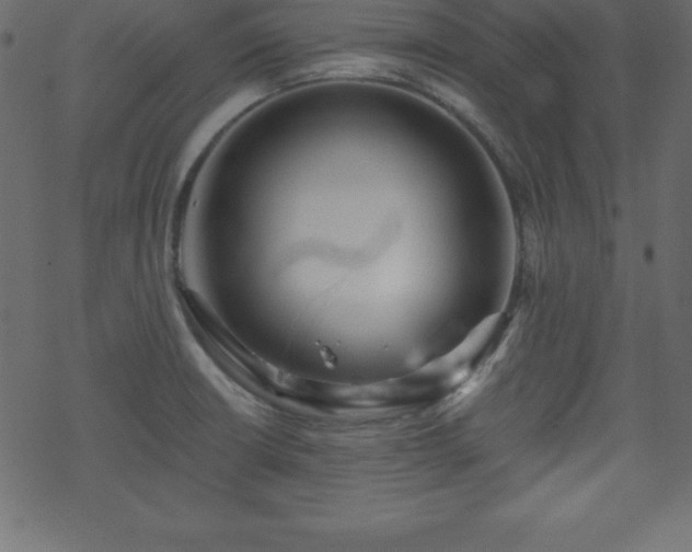 X0000070221426200605301419