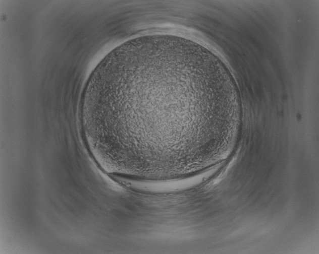 X0000070221533200605301418