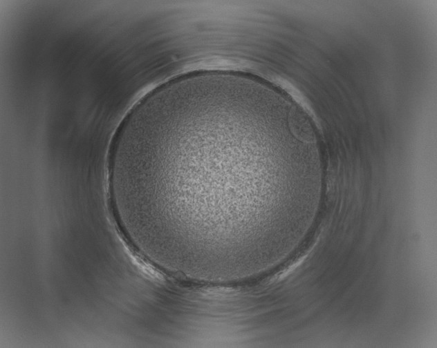 X0000070220837200606021319
