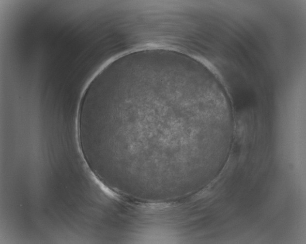 X0000070221294200606021311