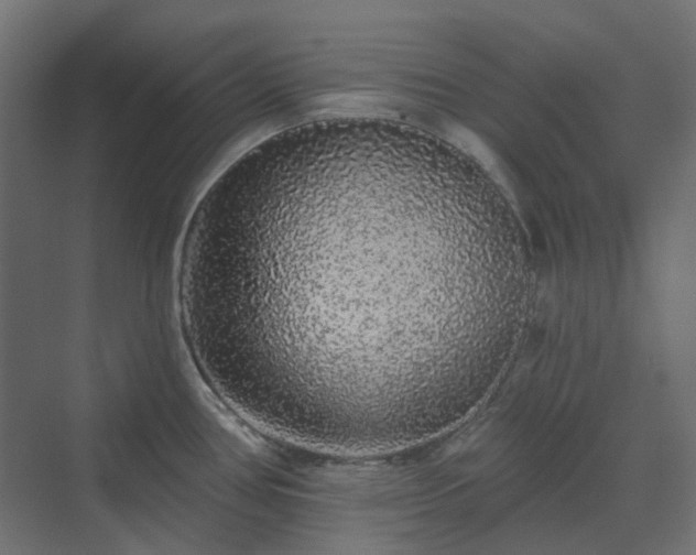 X0000070221386200606021310