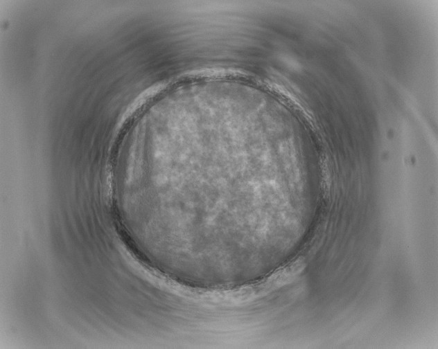 X0000070220016200606161719