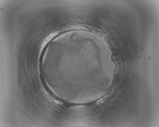X0000070220104200606161717