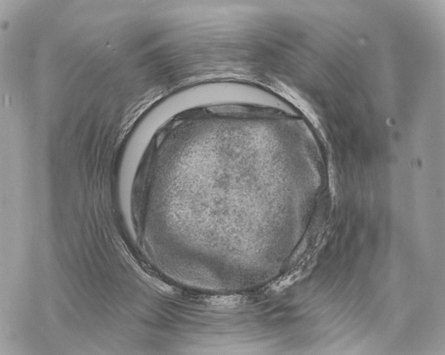 X0000070220105200606161717