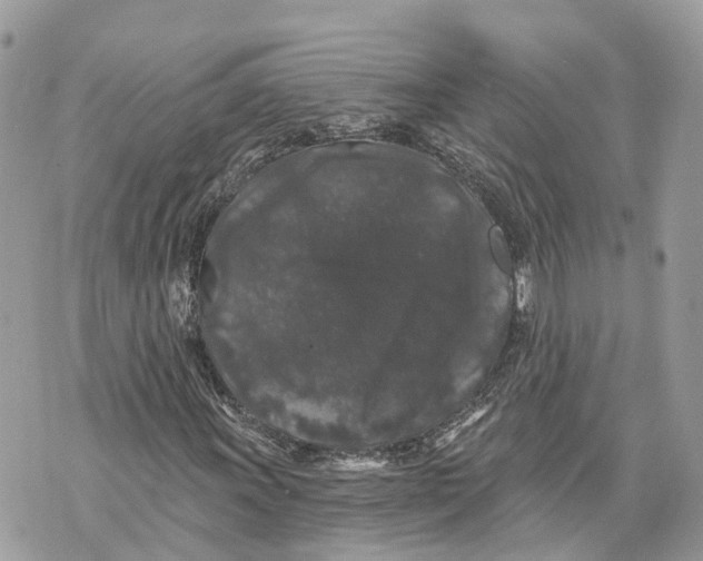 X0000070221011200606161701