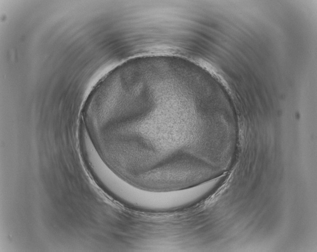 X0000070221085200606161701