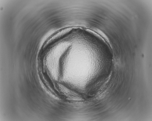 X0000070221096200606161701