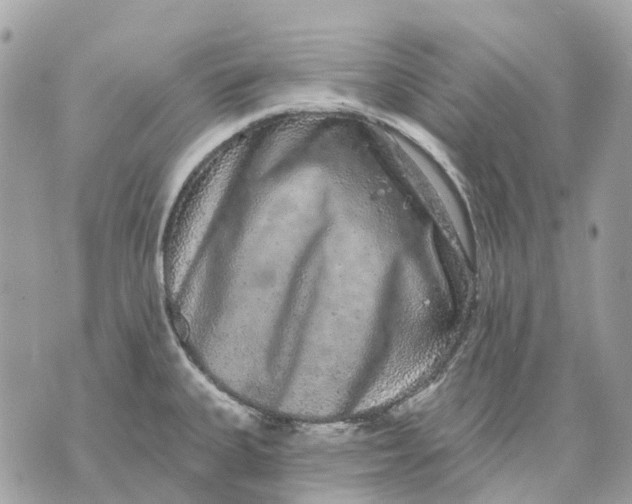 X0000070221335200606161657