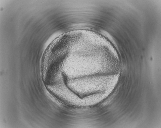 X0000070221386200606161656