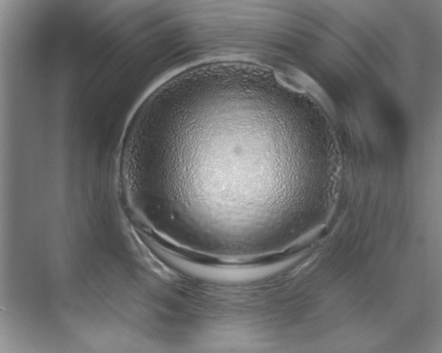 X0000070231052200605261339
