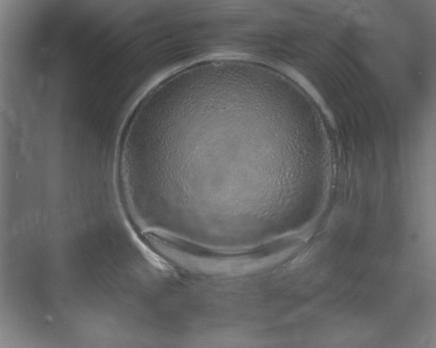 X0000070231245200605261335