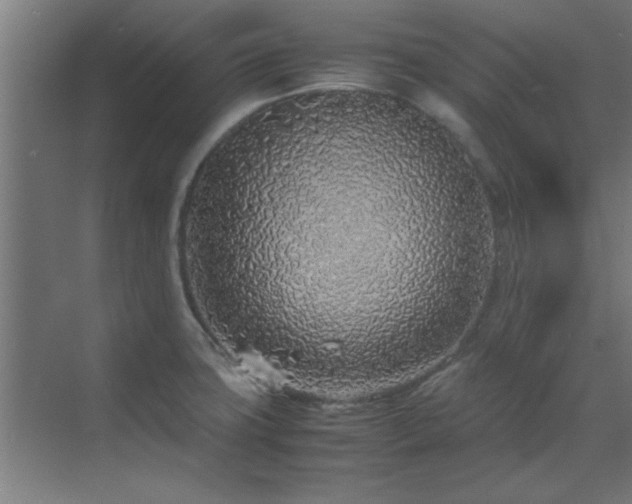 X0000070231427200605261332