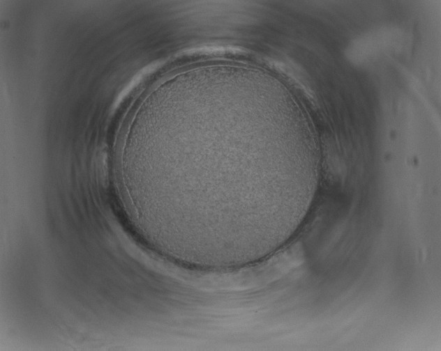 X0000070230016200605301507