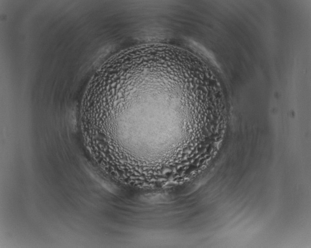 X0000070230065200605301506