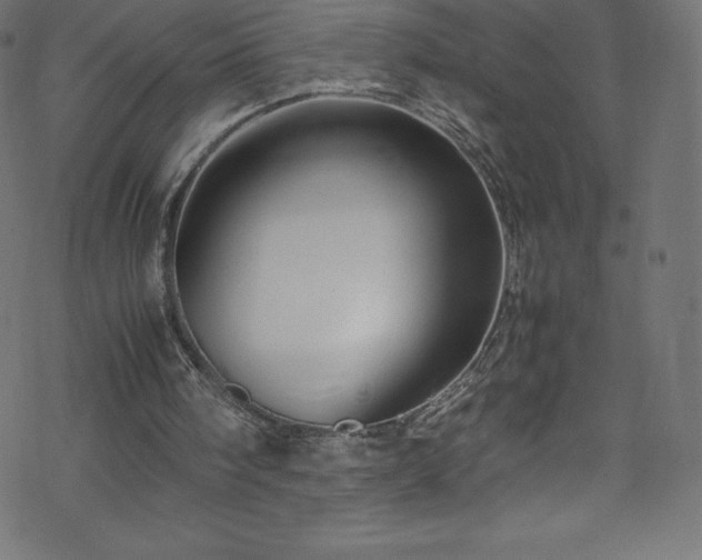 X0000070230098200605301505