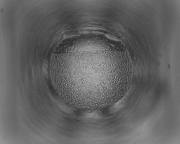 X0000070230175200605301504