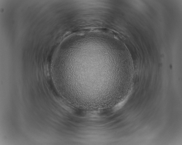 X0000070230182200605301505