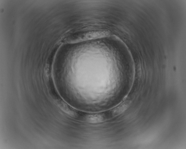 X0000070230275200605301503