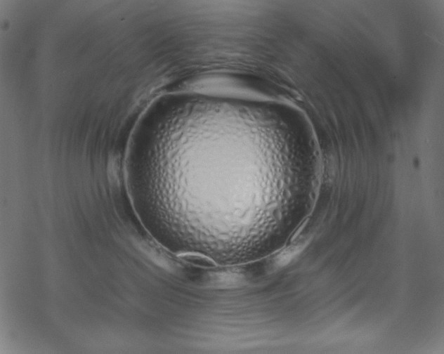 X0000070230286200605301503