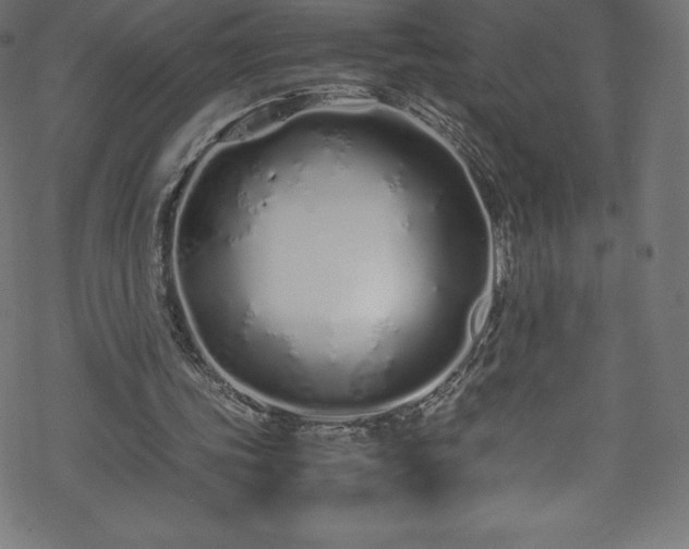 X0000070230339200605301501