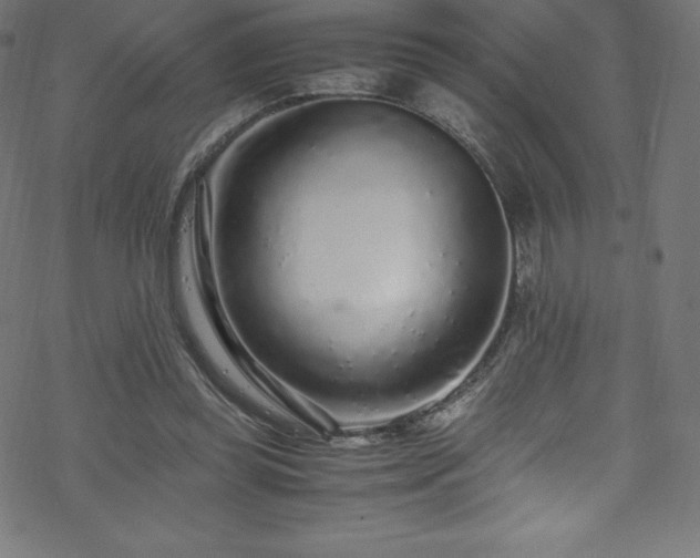 X0000070230349200605301501