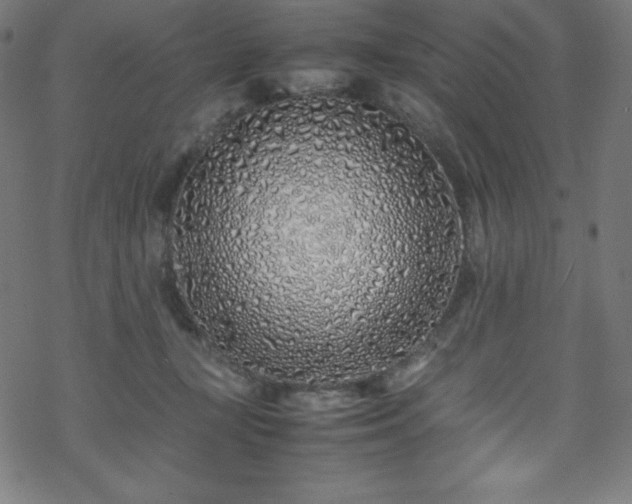 X0000070230367200605301501