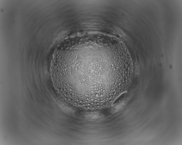 X0000070230377200605301501