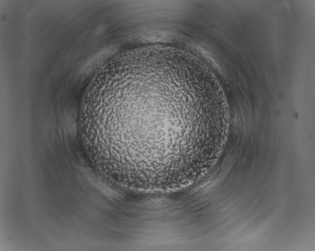 X0000070230402200605301501