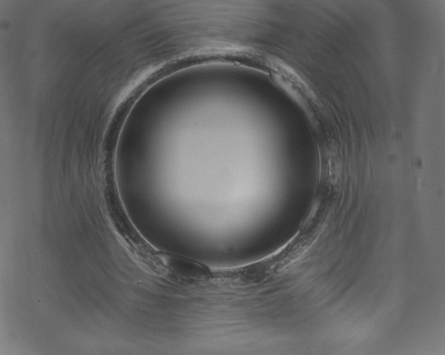 X0000070230436200605301459