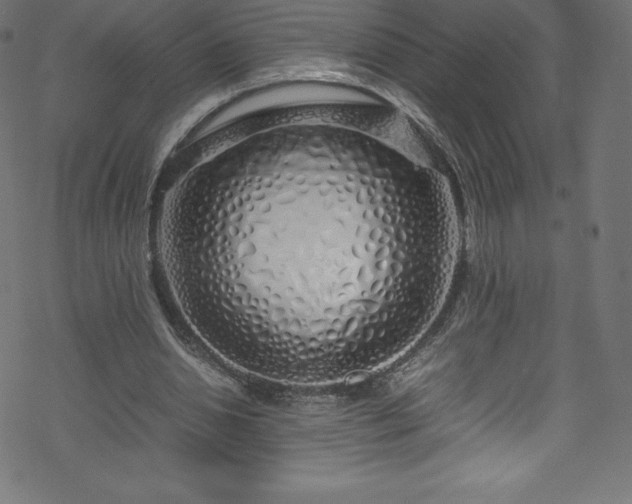 X0000070230438200605301459