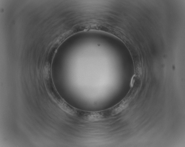 X0000070230468200605301500