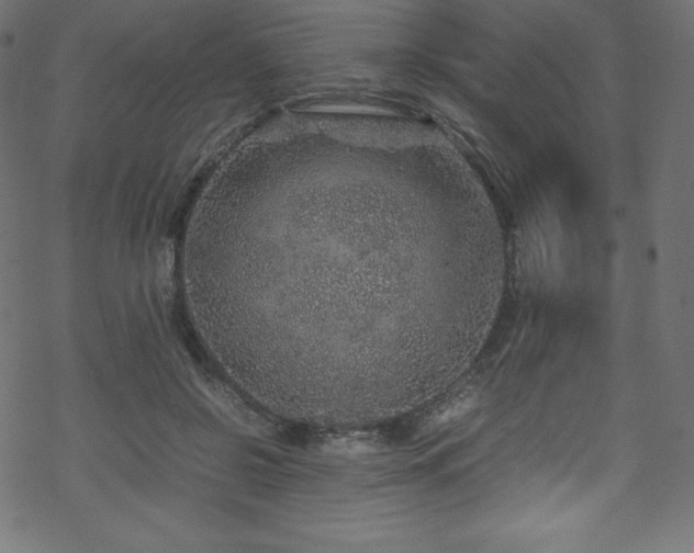 X0000070230550200605301458