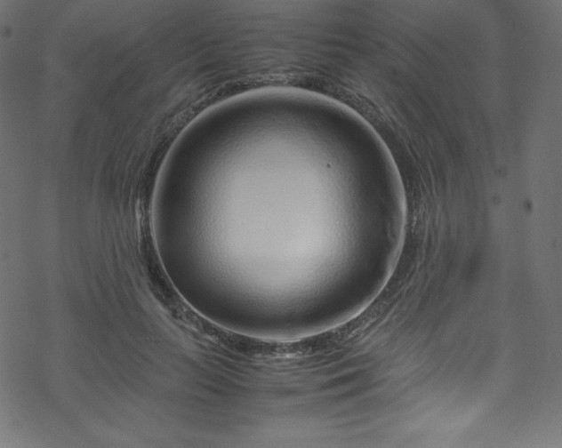 X0000070230647200605301457