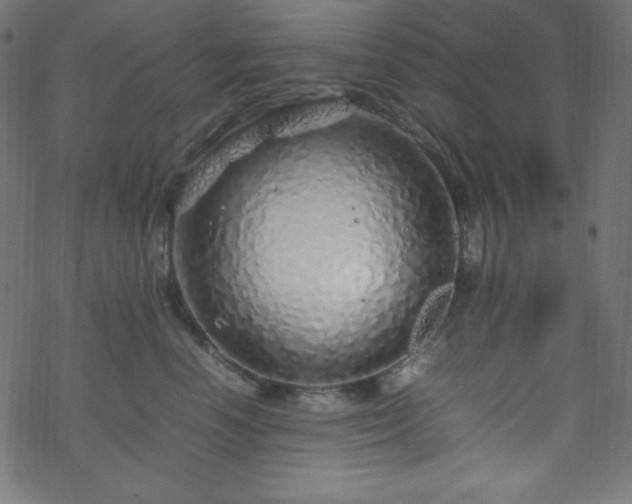 X0000070230666200605301457