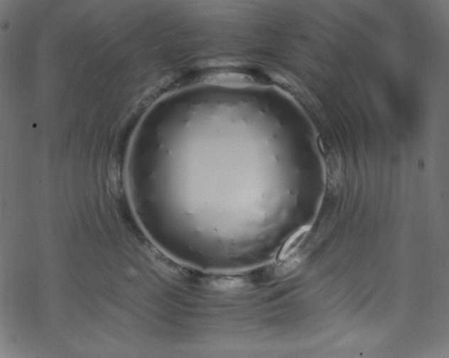 X0000070230669200605301457