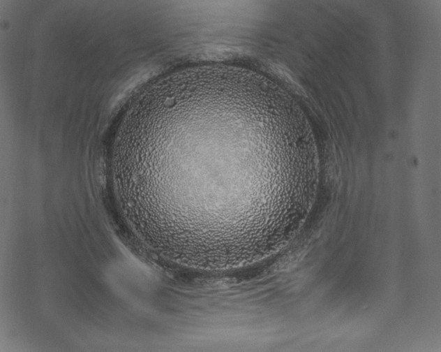 X0000070230683200605301456