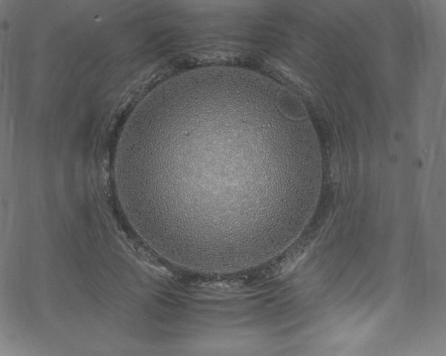 X0000070230737200605301455