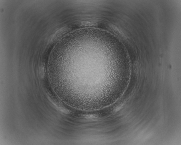 X0000070230741200605301455