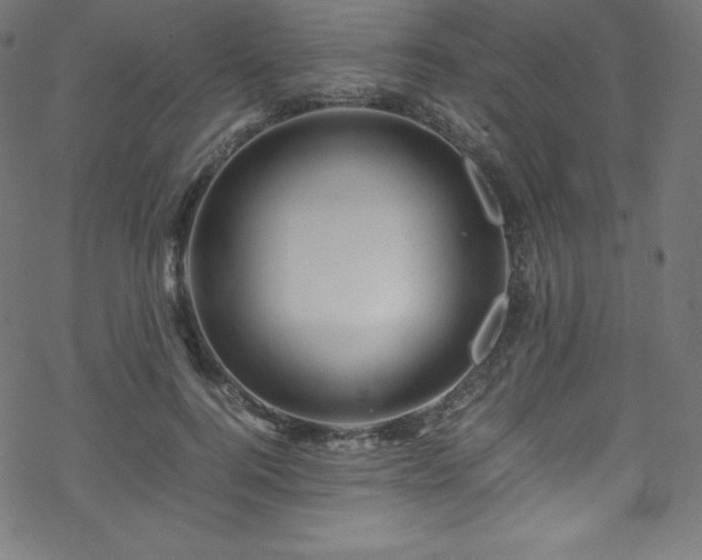 X0000070230744200605301455