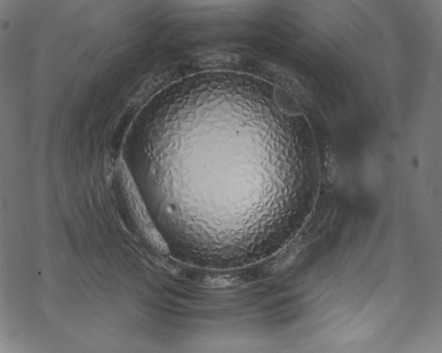 X0000070230753200605301455