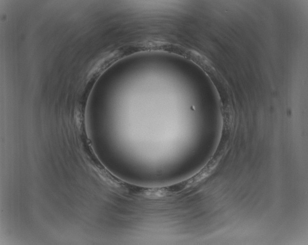 X0000070230762200605301455