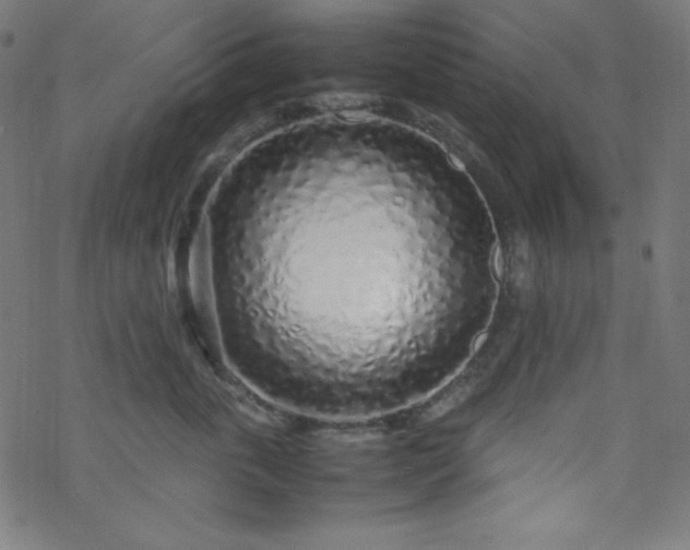 X0000070230763200605301455